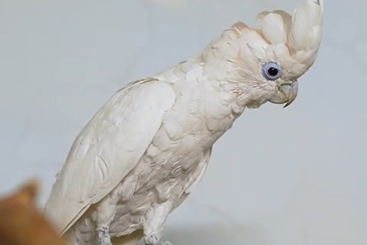 Птенцы соломоновых какаду и турако оперились в Новосибирском зоопарке