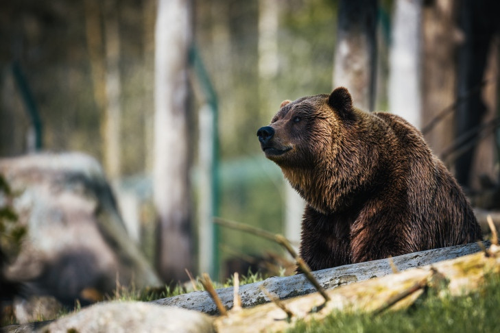 Медведя-убийцу из Усть-Таркского района оставят в живых