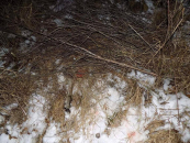 Житель Кыштовского района застрелил двух лосих и попал под уголовное дело