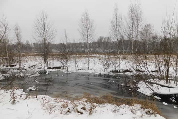 Судьбу бобров-диверсантов с реки Грязнушка под Новосибирском решают в минприроды
