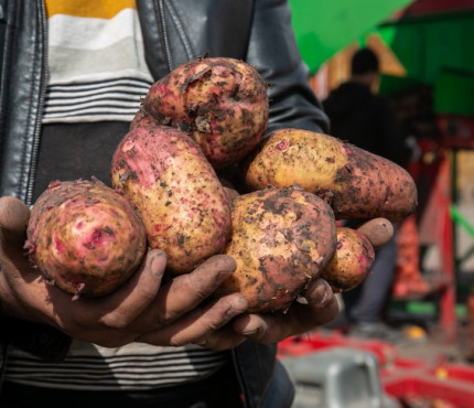Средства от фитофторы и способы хранения картофеля перечислила агрономИванцова