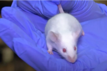 Мышей для изучения коронавируса вывели в Новосибирске