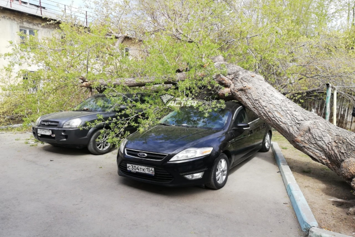 Старый клен рухнул на припаркованные машины в Новосибирске
