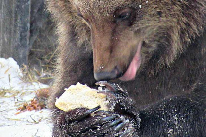 Первый бурый медведь проснулся в Новосибирской области