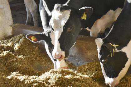 Счастливые коровы живут в хозяйстве «Толмачевское»