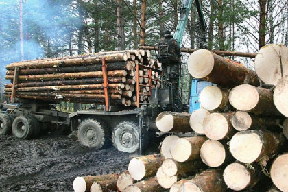 Китайцы начнут строить лесопильные заводы в Кыштовском  и Северном районах летом 2017 года 