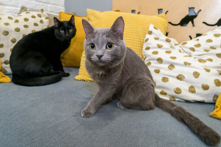 В Новосибирске суд выселил 70 кошек из однокомнатной квартиры семьи Стыщенко