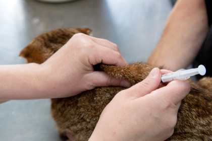 Вирус бешенства поражает домашних животных в Куйбышеве