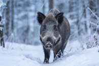 В последний день зимы в Новосибирской области официально завершился сезон охоты
