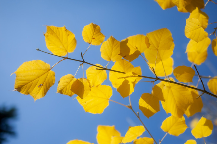 Окончание бабьего лета после 10 сентября объявили синоптики в Новосибирске