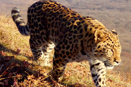 Котёнку из семьи дальневосточных леопардов выбрали имя Фьюжн
