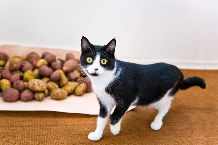 Новосибирец перепутал коньяк с кошачьим кормом и разозлился