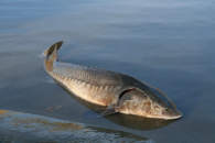 В Новосибирской области предложили восстановить популяцию сибирского осетра