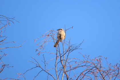 Беспощадная птица-палач стала орудовать в Новосибирске