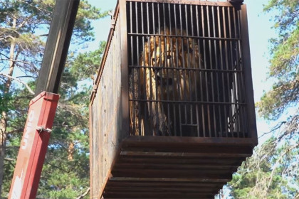 Лев Ричард стал новым обитателем Новосибирского зоопарка