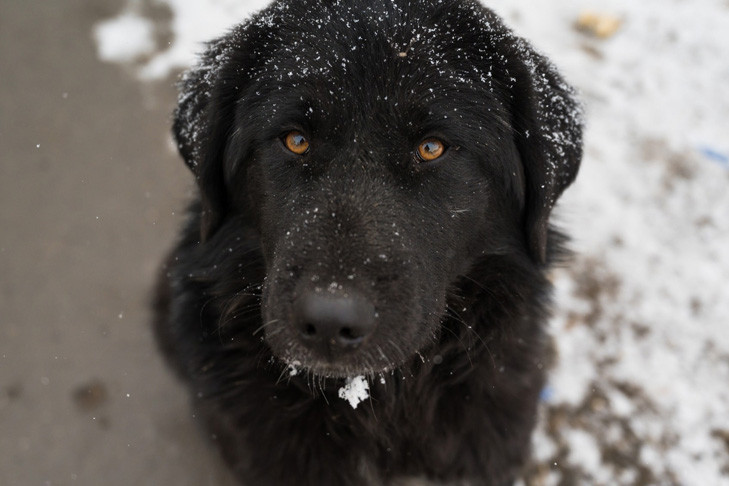 За расправу над Арчи житель Новосибирской области получил условный срок