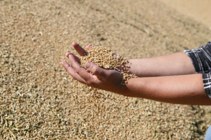 Хозяйства завершили уборку зерновых в Новосибирской области