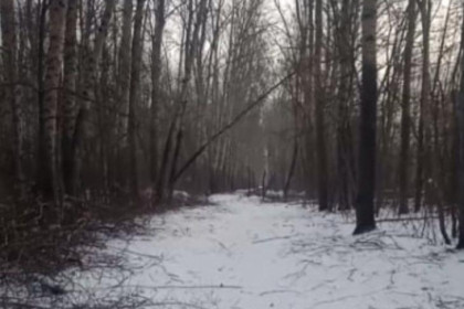 Вырубку деревьев для лыжной трассы возобновили в Бугринском лесу