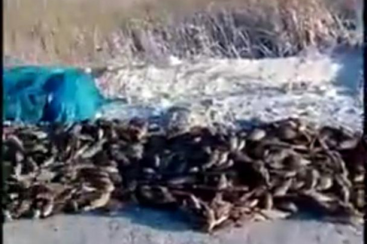 Горы мертвой рыбы в Баклушах: что произошло на озере
