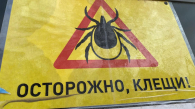 В Новосибирской области за неделю клещи покусали почти 200 человек