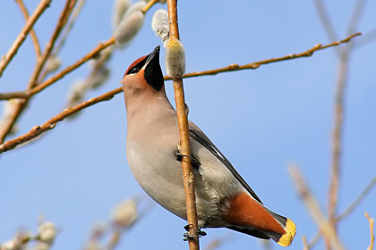 В Новосибирске станет еще теплее в Благовещение 7 апреля