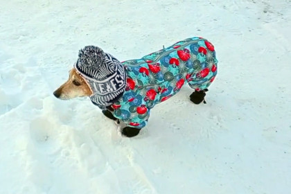 Десятки домашних собак пропали в новогоднюю ночь-2026 в Новосибирске