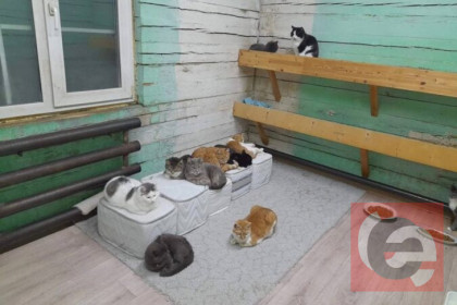 Выселение отменяется: приют с кошками в Новосибирске удалось отстоять