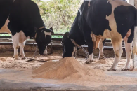 В регионе введен карантин из-за вспышки заболеваний скота