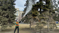 В парках и скверах Новосибирска очищают от пыли хвойные деревья