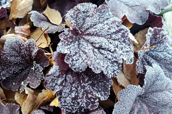 Дату первых заморозков до -2 назвали синоптики в Новосибирске