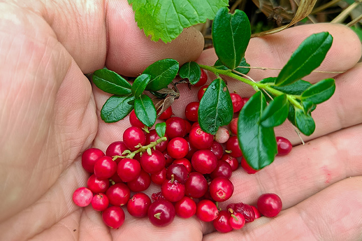 Названы сроки сбора клюквы и брусники в Новосибирской области
