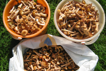 Грибники в шоке от урожая опят в Новосибирской области