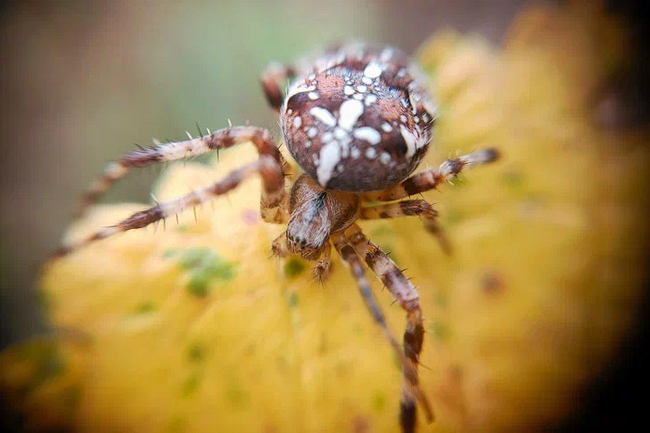 Более 900 жителей региона обратились за помощью после укусов клещей