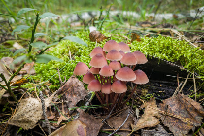 Сбор 30 видов грибов попал под запрет в Новосибирской области