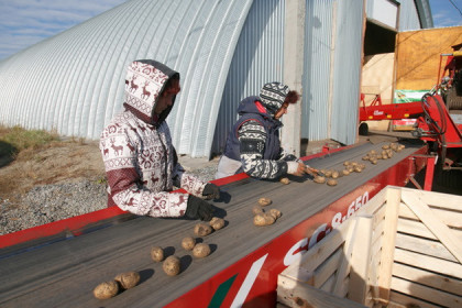 Поля под посадку картофеля раздают жителям Новосибирской области