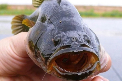 Ротан из Новосибирской области впервые пошёл на экспорт в Китай