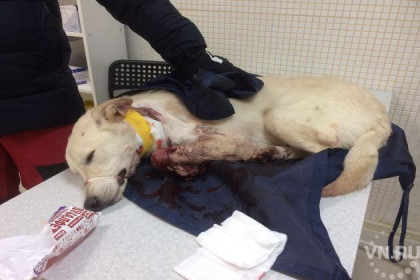 Собаке перерезали горло и выбросили из окна в Новосибирске