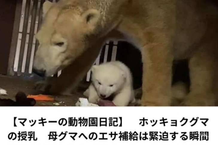 Специалисты японского зоопарка определили пол детеныша Шилки