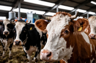 Новосибирский аграрий потерял около 2500 коров из-за пастереллеза