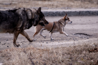 Карантин из-за очага бешенства введен в Новосибирске на Гранатовом переулке