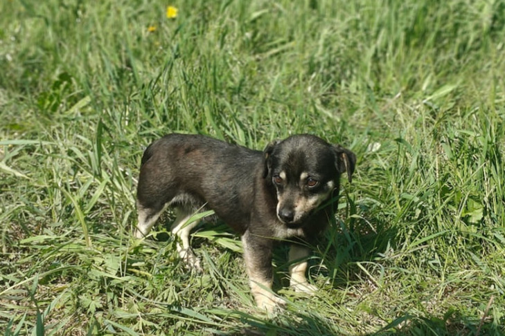 Щенки нашли пропавшего без вести хозяина под Новосибирском