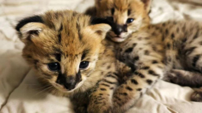 В Новосибирске продают котят породы саванна за 300 тысяч рублей