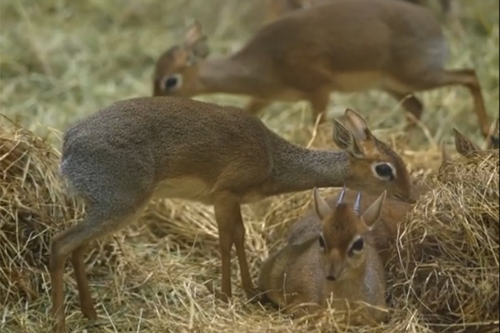 Две малышки пополнили семью дикдиков в Новосибирском зоопарке