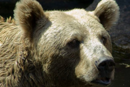 Он у себя дома: следы медведя под Искитимом прокомментировали в Минприроды