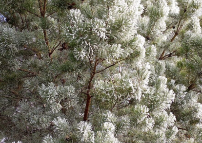 В Здвинск пришли крещенские морозы