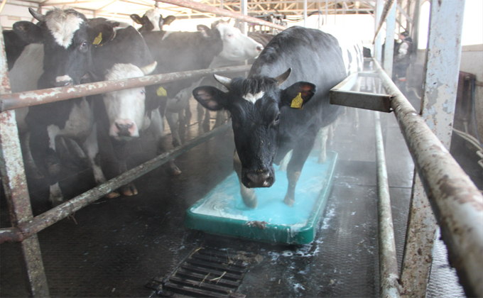 Ванну принимают коровы на ферме в Ярках