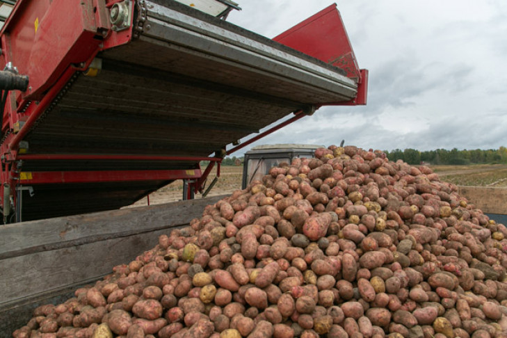Огромный урожай картошки снизил инфляцию в Новосибирской области