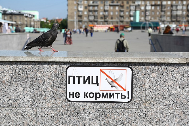 Мертвые птицы в парках пугают жителей Новосибирска