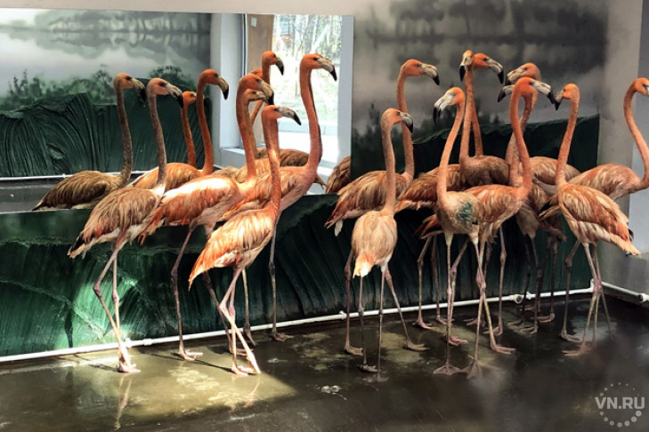 Красные фламинго впервые показались посетителям Новосибирского зоопарка