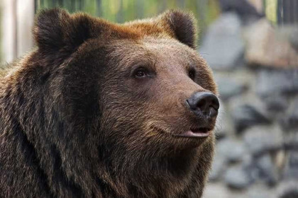 Не смотреть в глаза: правила поведения при встрече с медведем раскрыл охотовед Данишевский